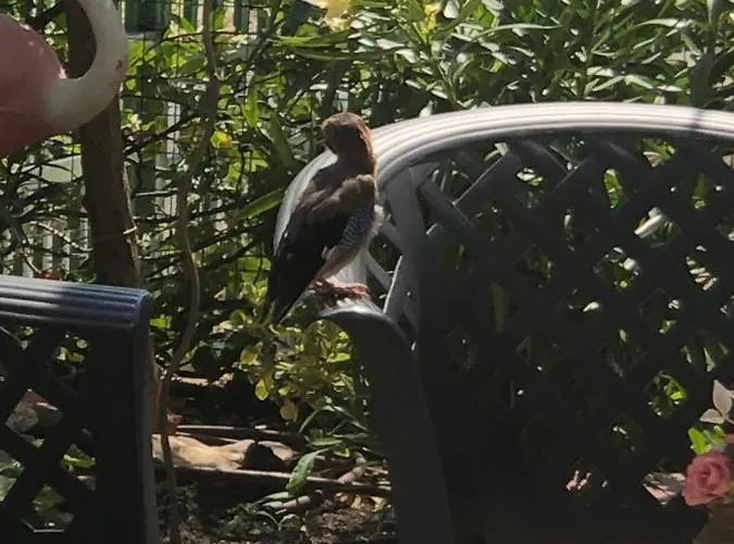 Πανσιόν Ivano