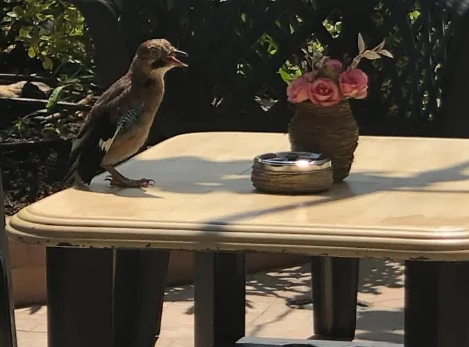 Πανσιόν Ivano 2*